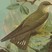 Eurasian Crag-Martin